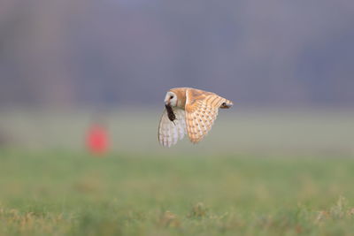 A barn owl with a vole