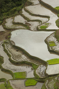 High angle view of river amidst plants