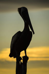 Silhouette bird perching on a rock against sky during sunset