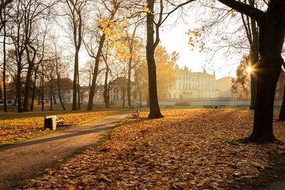 Sunlight falling on autumn leaves in park