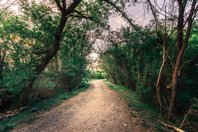 Dirt road amidst trees in forest