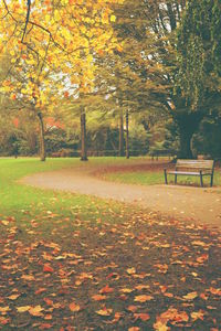 Autumn leaves fallen on tree in park