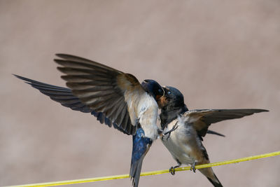 Close-up of a bird flying