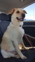 Close-up of dog sitting in car