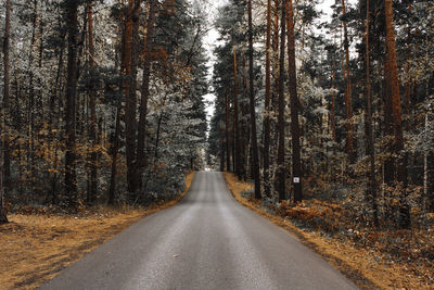 Empty road amidst trees in forest