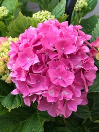 Close-up of flowers blooming outdoors