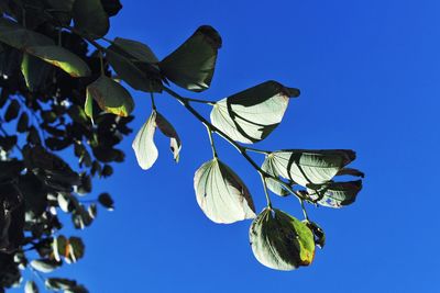 Low angle view of flowering plants against blue sky