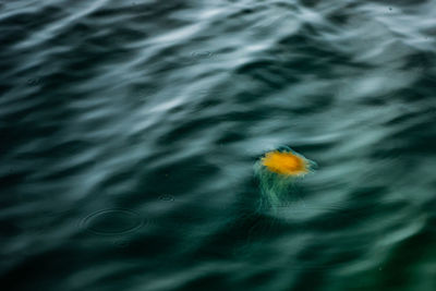 High angle view of jellyfish in sea