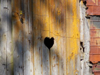 Close-up of a bird against wall