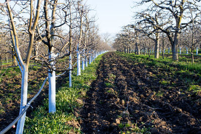 Dirt road amidst trees and plants in field