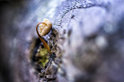 Close-up of insect on rock