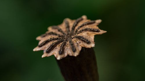 Close-up of insect on plant