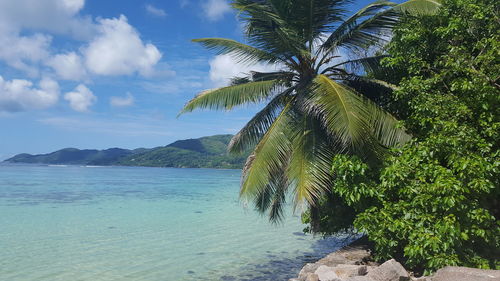 Tree on beach against sky