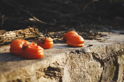 Close-up of persimmons on rock