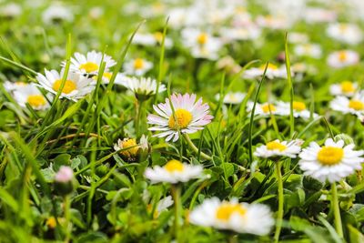 Close-up of fresh white daisy flowers blooming in field