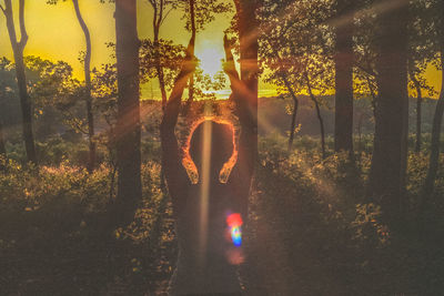 Trees in forest