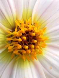 Close-up of fresh yellow flower blooming outdoors