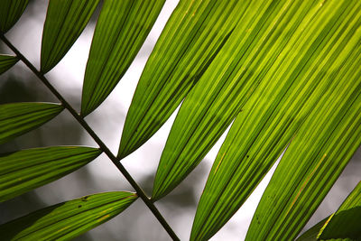 Close-up of palm leaves