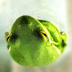 Close-up of plant