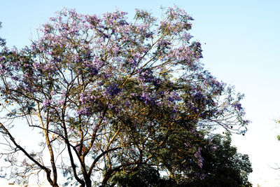 Low angle view of flower tree against clear sky