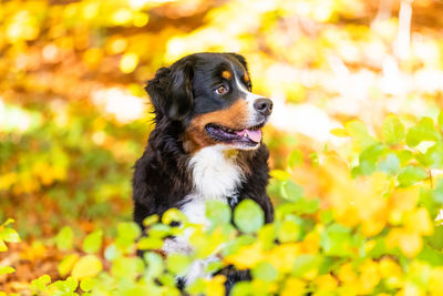 Close-up of a dog looking away