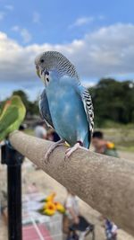 Close-up of bird perching on railing