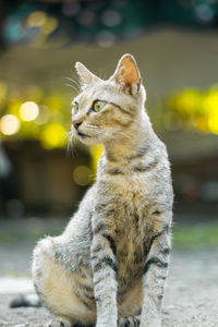 Close-up of a cat looking away