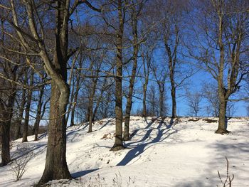 Trees on snow covered landscape