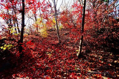 Full frame shot of trees against sky
