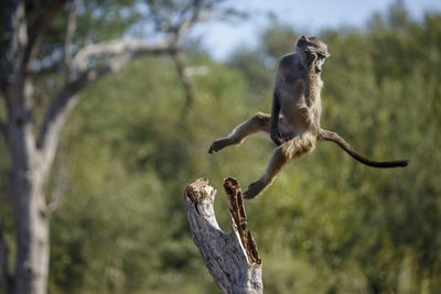 Low angle view of monkey on tree