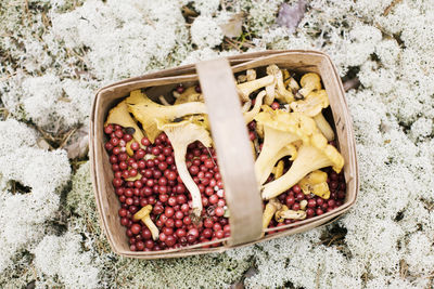 Directly above view of lingonberries and chanterelles in basket on rock