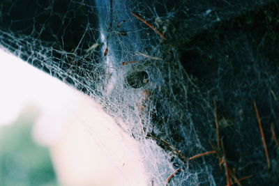 Close-up of spider on web