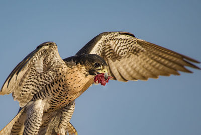 Low angle view of eagle flying