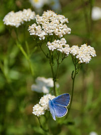 Close-up of butterfly pollinating on purple flowering plant