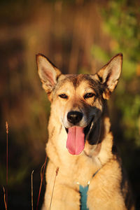 Portrait of a dog