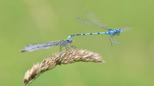 Close-up of damselflies on plant