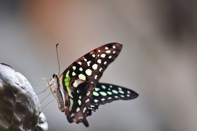Close-up of butterfly on leaf