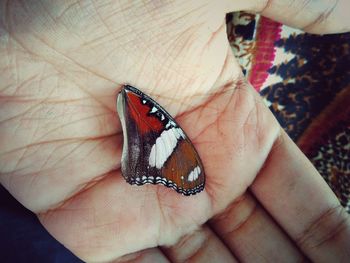 Close-up of butterfly on hand