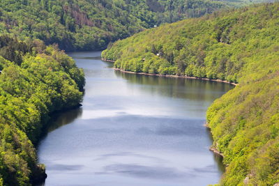 Scenic view of river amidst trees in forest