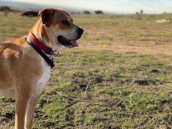 Dog looking away on field