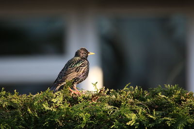 Close-up of bird perching on a plant