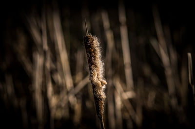 Close-up of plant