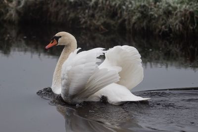 Close-up of swan swimming in lake