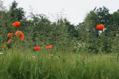 Red poppies growing on field