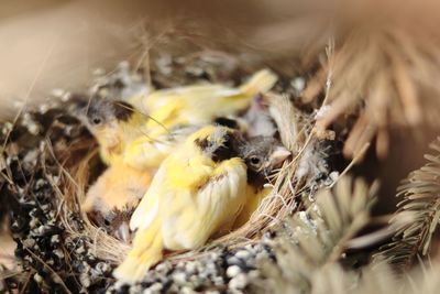 High angle view of young birds in nest