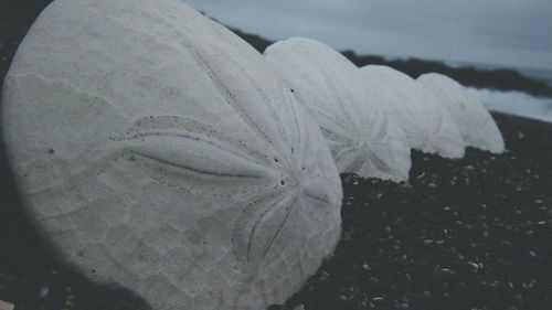 Close-up of frozen flower