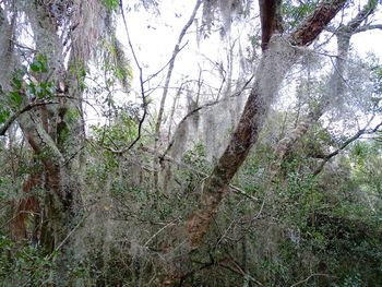 Low angle view of trees in forest