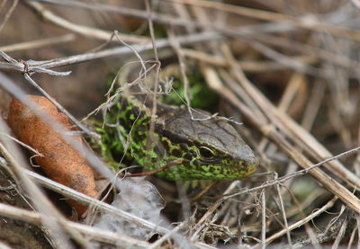 Close-up of lizard on twig