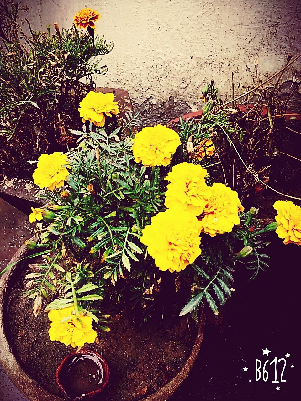 yellow, flower, leaf, transportation, plant, high angle view, bicycle, growth, fragility, land vehicle, street, nature, mode of transport, day, outdoors, freshness, no people, car, season, close-up