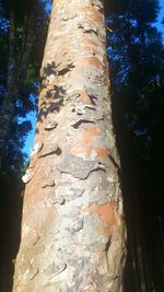 Low angle view of tree trunk